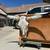 Genuine Steer Skull w/ Genuine Texas Longhorns Polished, 3 Ft Spread 2 thumbnail