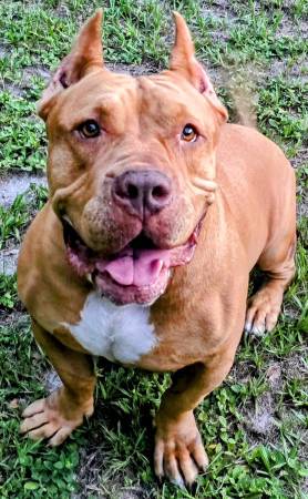loving 5-year-old american bully seeking forever home 1