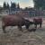 Dexter cattle 1 thumbnail