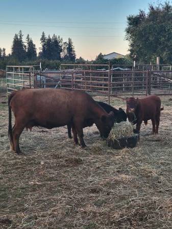 Dexter cattle 1