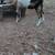 I have this goat for sale 2 thumbnail