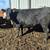 Bred cows 1 thumbnail