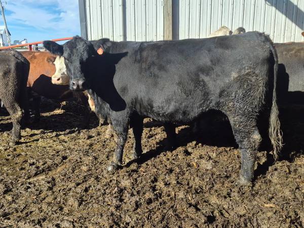 Bred cows 1