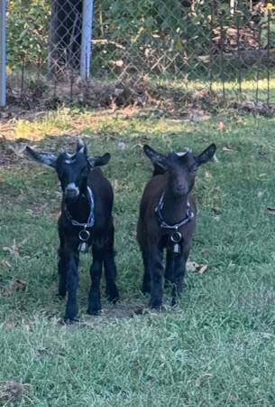 Two pygmy/Nigerian does 1