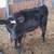 Beautiful Dairy Farm Angus Heifer Calf 2 thumbnail