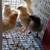 Chickens 3 thumbnail