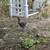 4 free young rooster (newport) 5 thumbnail