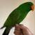 Pet Eclectus Parrot 1 thumbnail