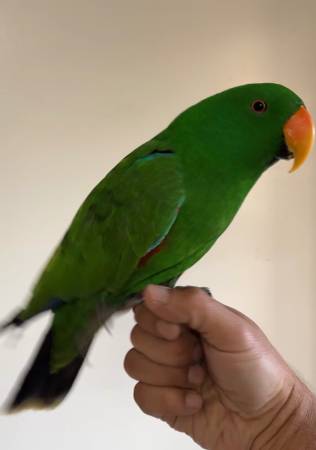 Pet Eclectus Parrot 1