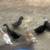 13 ducks 3 thumbnail