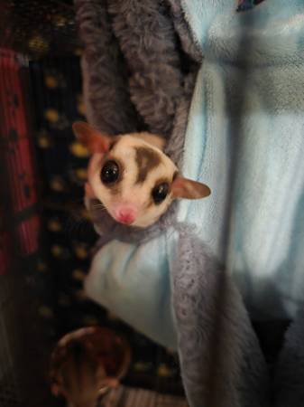 Suger gliders441804729321400321