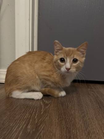 Kitten63976603584130120