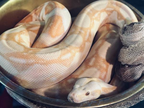 Albino boa $300 (Bronx)63923588585218120