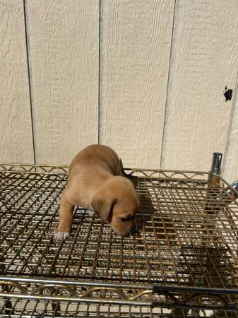 Puppy (san jose south)63869605880707124