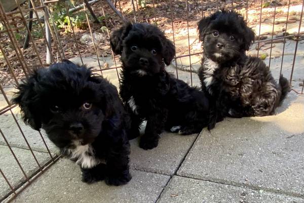 Shihpoo pups64054492364931120