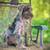 Labradoodles 3 thumbnail
