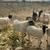 Sheep & Goats 16 thumbnail