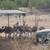 Young rheas 4 thumbnail