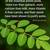 Mature organic Moringa trees 3 thumbnail