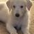 Shepadoodle puppies 1 thumbnail