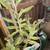 South African wide tongue succulents and other succulents 9 thumbnail