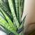 House Plant 1 thumbnail