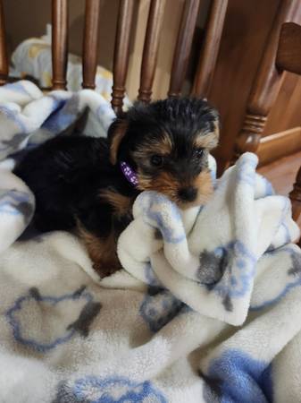 Yorkies (Horse Cave)63897668504195124