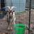 Nigerian dwarf billy goat 2 thumbnail