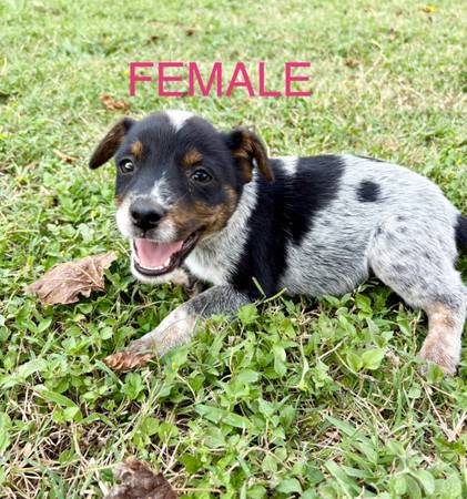 Blue Heelers (Temple)63839343578369121