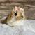 Holland Lop bunny rabbit 11 thumbnail