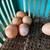 Laying hens 2 thumbnail