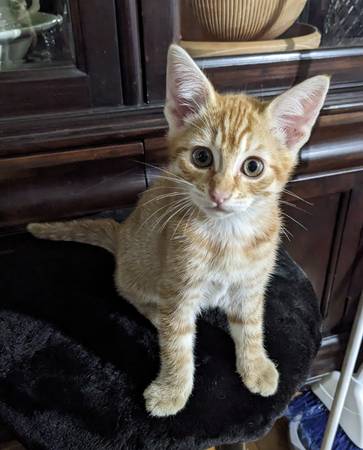 Kittens available for adoption! (Tacoma)63684505854337121