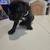 Cane Corso 5 thumbnail