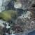 Green Moray Eel 3 thumbnail