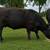 Young Bred Cows 21 thumbnail
