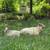 Sheep 4 thumbnail