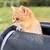 purebred British Shorthair kitten - Available 6 thumbnail