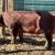 Show pigs/breeding stock 11 thumbnail