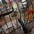 Two Parakeets! (With cage) 1 thumbnail