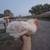 Laying Chickens and Pullets 2 thumbnail