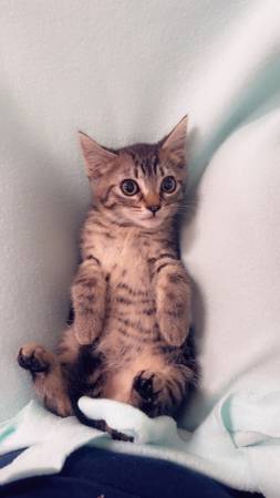 Kittens available for rehoming (Vancouver)63916214753282122