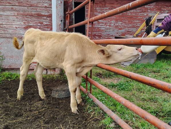 Beef steer 1