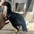 Shamo pure chicks 7 thumbnail
