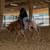 CLT Colt Starting And Training 1 thumbnail