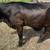 Braman Hereford Angus 5 thumbnail