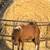 Miniature Filly’s 5 thumbnail