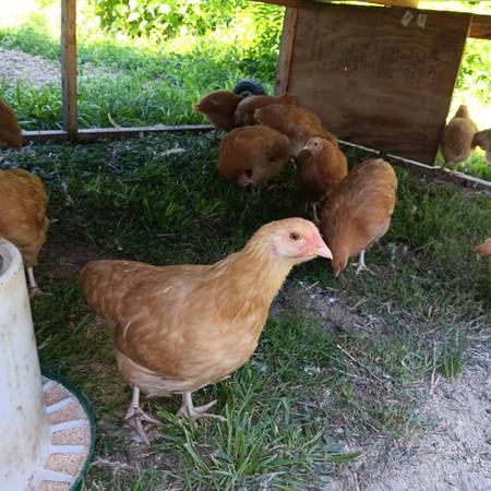Buff Orpington pullets 1