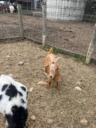 Nigerian Dwarf Does 1