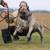 Dog training 21 thumbnail