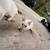 Free Kittens 3 thumbnail